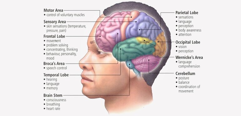 basic-structure-and-function-of-human-brain
